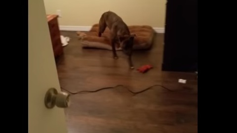 Dog courageously overcomes irrational fear