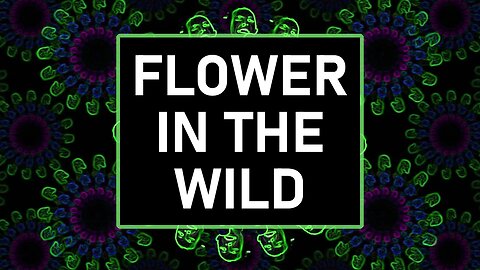 DANNY SULLIVAN - "Flower In The Wild"