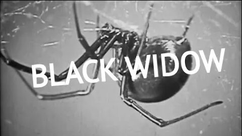 The Black Widow Spider Life Cycle - Educational Video/Film