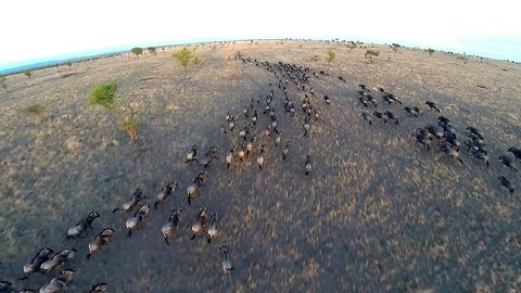 Drone Footage Shows Incredible Views Of Serengeti Wildlife