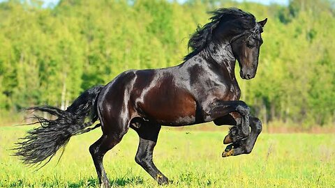 the most exquisite and expensive horses in the world