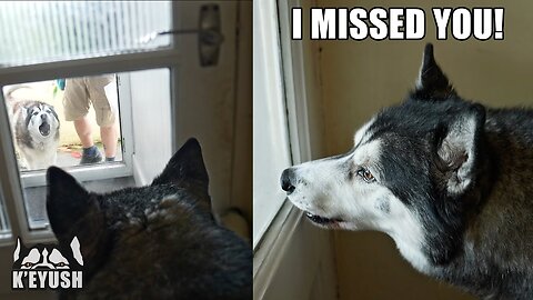 Until he commands him to, Husky's best friend refuses!