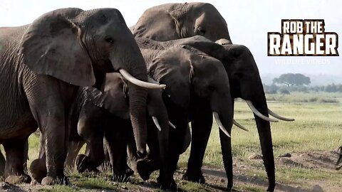 Amboseli Elephant Herds Cross In Front Of Mount Kilimanjaro | Zebra Plains Safari
