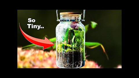 Prey Mantis Ecosystem in a Jar