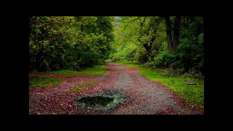 Fast rainfall on a small gravel road in the forest, calming sounds of nature to help you relax.