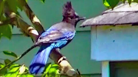 IECV NV #351 - 🐦Two Steller's Jays In The Neighbors Tree 5-26-2017