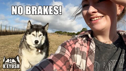 My Husky was called over! He strikes me with FULL SPEED!