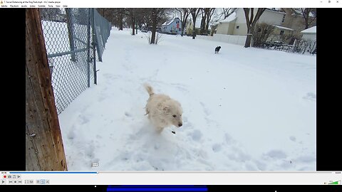 Social Distancing at the Dog Park (Song: Games We Used To Play)