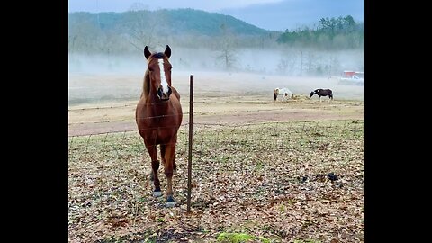 Watching the horses play on a foggy Alabama evening