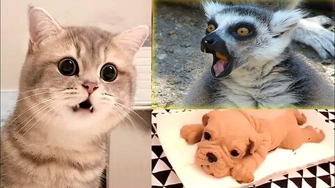 Funny Animals 🐧 - Best Of The 2024 Funny Animal Videos 😁 - Cutest Animals Ever