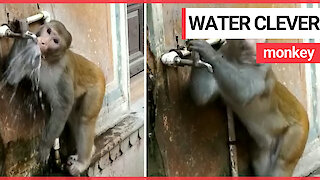 This is the moment a monkey caught drinking water from a street tap