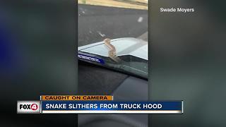 Snake slithers from truck hood in Texas
