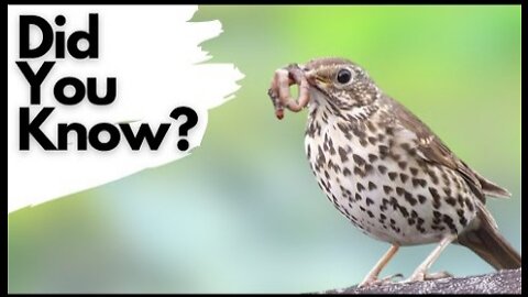 Things you need to know about SONG THRUSHES!