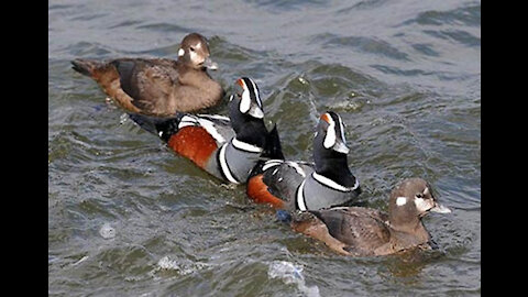 Duck waterfowl fun diving