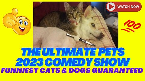 The Ultimate 2023 Comedy Show: Funniest Cats & Dogs Guaranteed to Make You Laugh Out Loud!