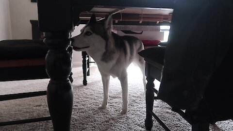 Husky With Cabin Fever Goes A Little Crazy
