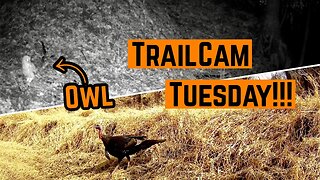 Owl and Turkey FOOTAGE!!!