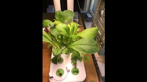 VegeBox 12 Pods Hydroponics Growing System - Indoor Herb Garden, Kitchen Smart Garden Planter,...
