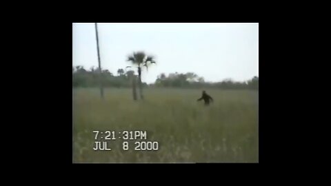Dave Shealy's Skunk Ape Footage