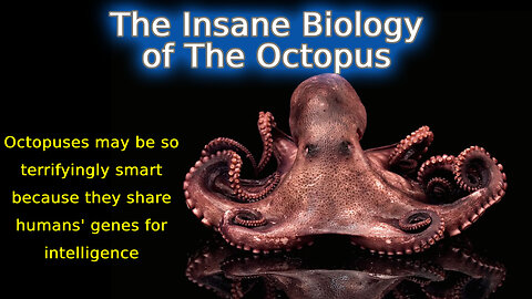 The Insane Biology of The Octopus