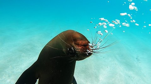 Baby sea lions teach swimmer how to blow bubbles