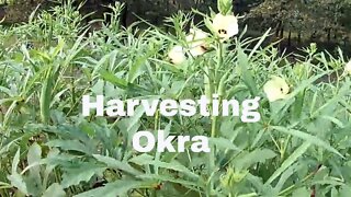 Picking and Processing Okra.