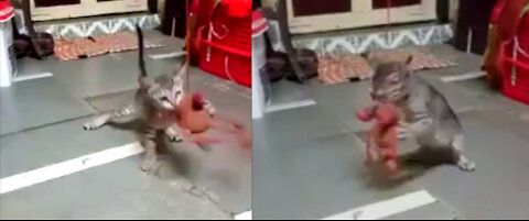 Adorable Kitten Love Ro Play With Comfort Toy