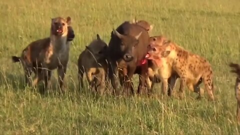 Hyena attack to buffalo very brutally and buffalo death 2022,,,,