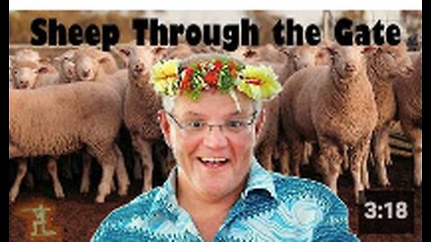 Sheep Through the Gate - Aussie tin-foil hatters mix