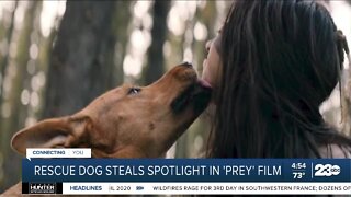 Rescue dog steals the spotlights in 'Prey'