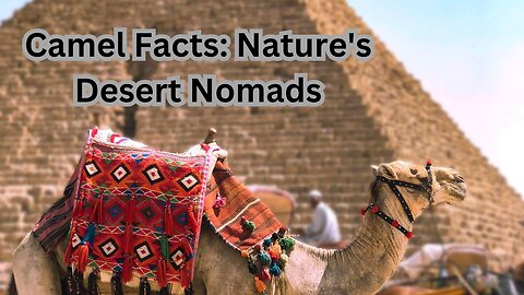 Camel Facts: Nature's Desert Nomads