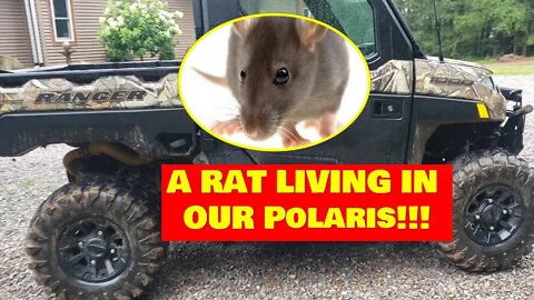 There's a RAT LIVING IN OUR POLARIS NORTHSTAR!! This is an insane story!!!
