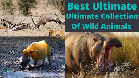 Ultimate Wild Animals Collection In 8k ||2022||@Animal Planet