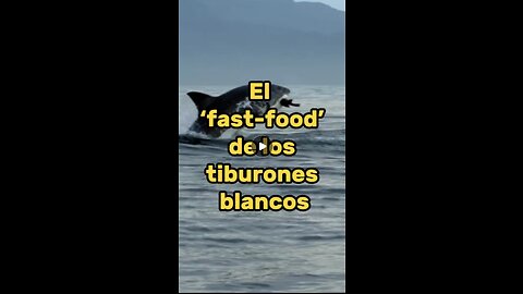 El ‘fast-food’ de los tiburones blancos, una foca aislada