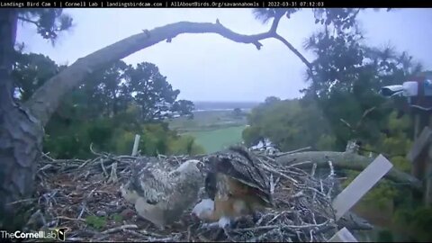 Mom Returns With a Great Egret 🦉 3/31/22 07:11