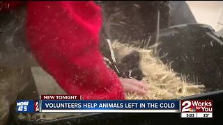 Volunteers help dogs left outside in cold temps