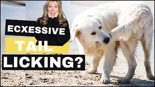 Excessive Tail Licking In Dogs