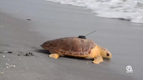 Turtle survives near-death thanks to Loggerhead Marinelife Center