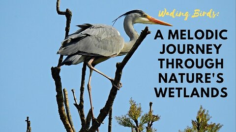 Wading Birds: A Melodic Journey Through Nature's Wetlands