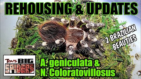 A. Geniculata and N. coloratovillosus Rehousing and Notes
