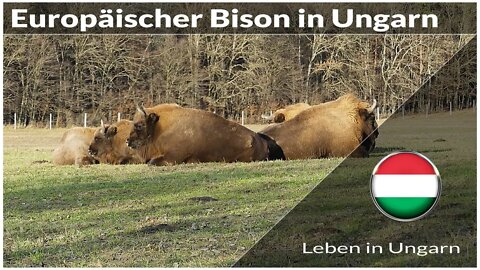 Europäischer Bison im Örseg Nationalpark - Leben in Ungarn