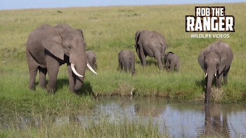 Elephants At A Natural Waterhole | Maasai Mara Safari | Zebra Plains