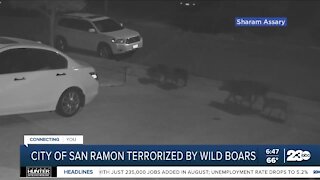 City of San Ramon being terrorized by wild boars