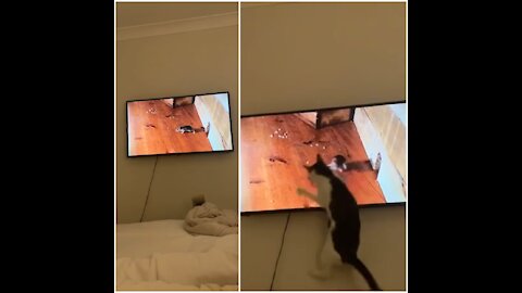 Shocked with the daring fly-and-mouse phase on the cat's TV screen