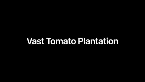 Vast Tomato Plantation Irrigation & Propagation