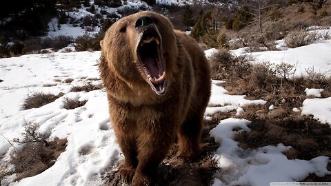 Funny Bear 🐻Bears are too funny! #animals #funny #funnyanimals