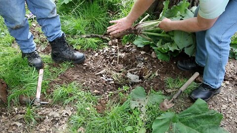 Digging Burdock Root