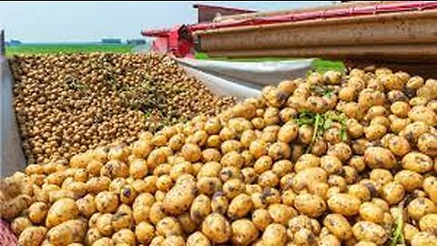 How Harvest Thousand Tons of Potato with Modern Machine - Potato chip,French fries Making in Factory