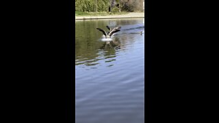 Canadian Geese Landing