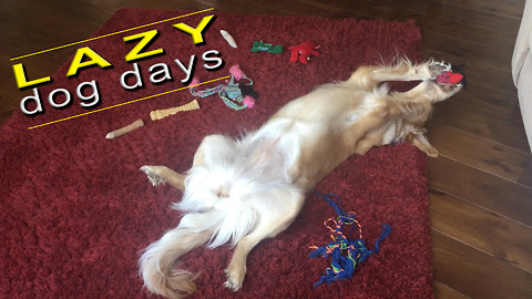 World's most relaxed dog plays with her toys